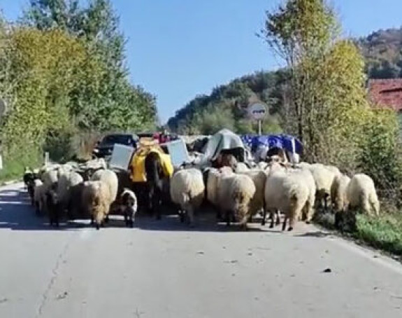 Необичан призор: Овце зауставиле саобраћај