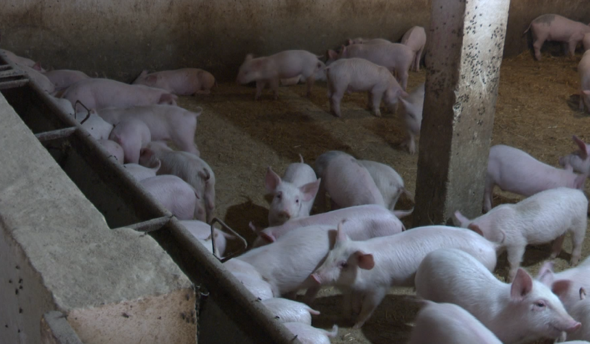 Bliži se sezona slava: Očekuje se skok cijena prasića