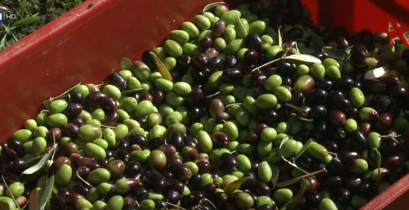 Pogodno tlo i klima: U Hercegovini sve više maslinjaka