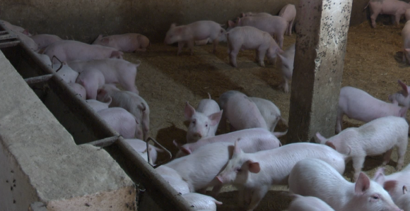 Bliži se sezona slava: Očekuje se skok cijena prasića