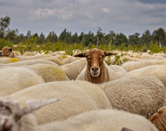 Čopor pasa ubio stado ovaca, napadali i djecu