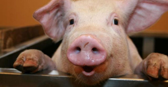 Svinja se napila piva pa teturala po dvorištu! (VIDEO)