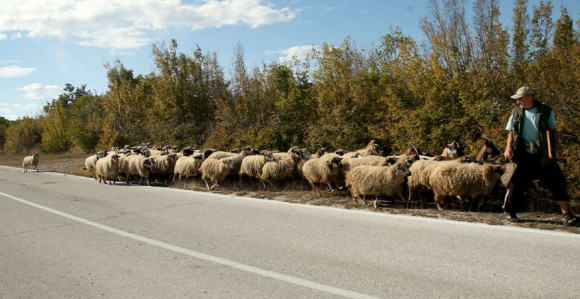 Vojnik usmrtio stado ovaca, vlasnik plaća kaznu