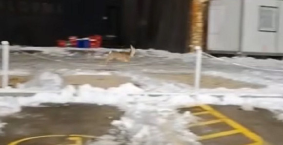Neobičan prizor: Lane prošetalo centrom Banjaluke (VIDEO)