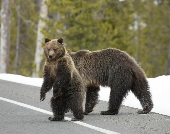 CG: Medvjed napao lovca i naneo mu teške povrede