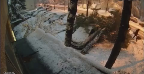 Banjaluka: Drvo od težine palo na pješaka (VIDEO)