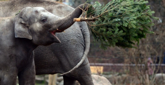Berlin: Slonovi i žirafe dobili jelke na poklon