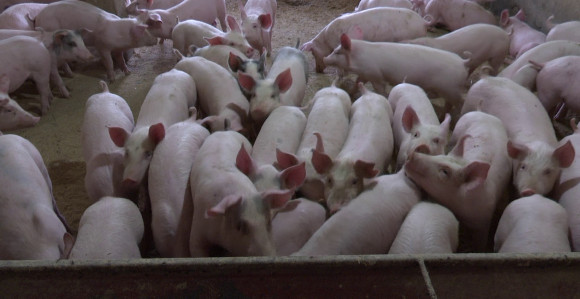 Kućni budžeti šuplji, sve teže ispoštovati običaje