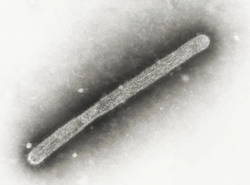 SAD: Virus ptičjeg gripa može da mutira u čovjeku