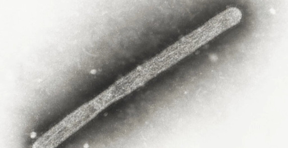 SAD: Virus ptičjeg gripa može da mutira u čovjeku