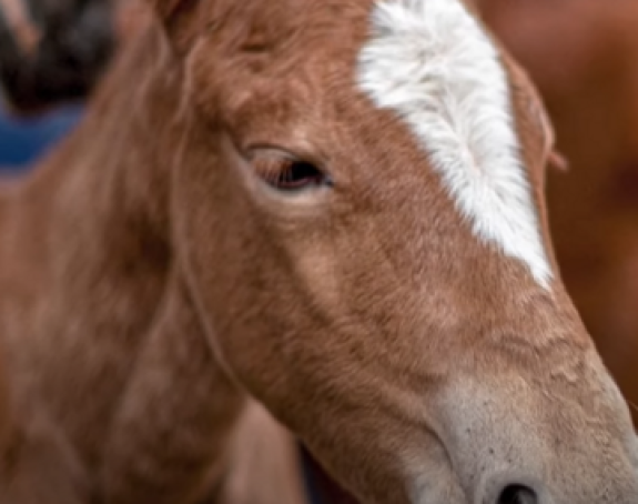 Na Hipodromu u Kragujevcu otrovano 15 konja