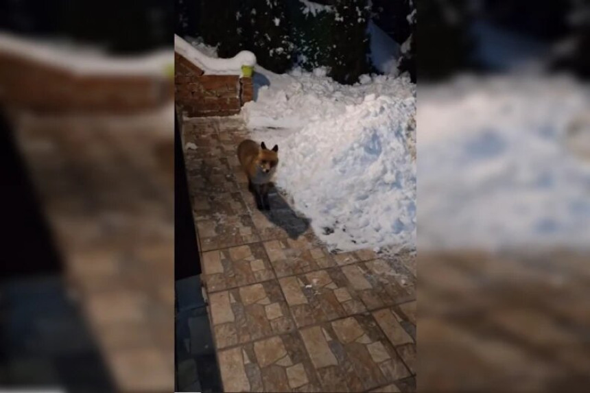 Lisica čula zvuk đakuzija, pa došla po hranu (VIDEO)