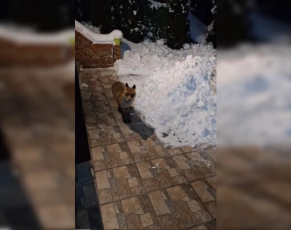 Lisica čula zvuk đakuzija, pa došla po hranu (VIDEO)