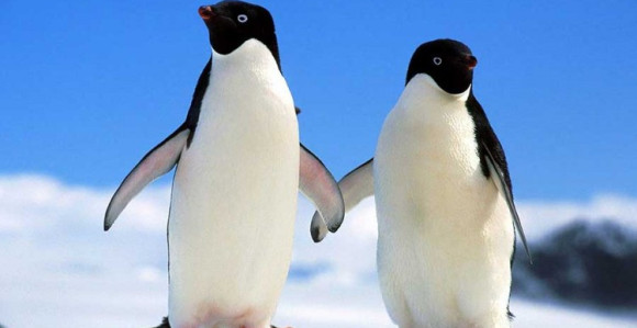 Pingvini nisu baš primjeri vječne ljubavi, "razvode" se češće nego ljudi