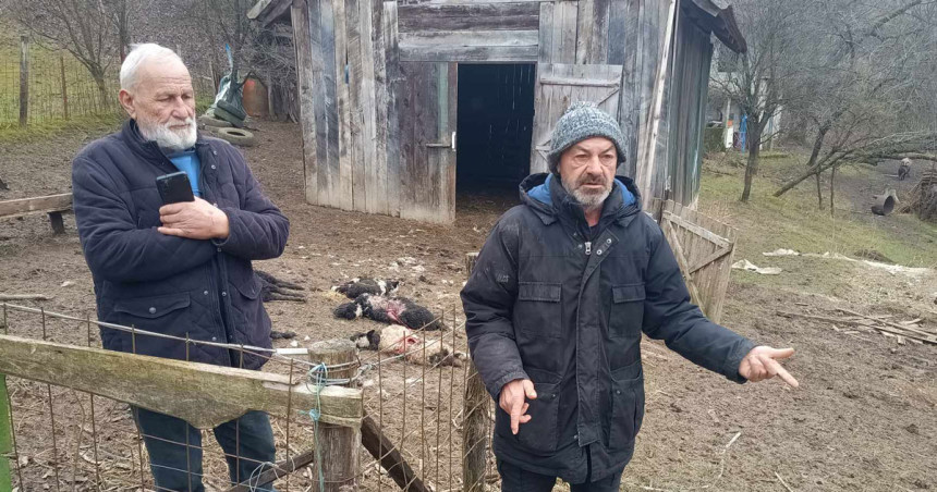 Sanski Most: Psi lutalice provalili u tor i poklali ovce