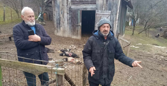 Sanski Most: Psi lutalice provalili u tor i poklali ovce