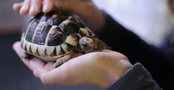 Kornjača preživela 10 godina zakopana ispod poda! (VIDEO)