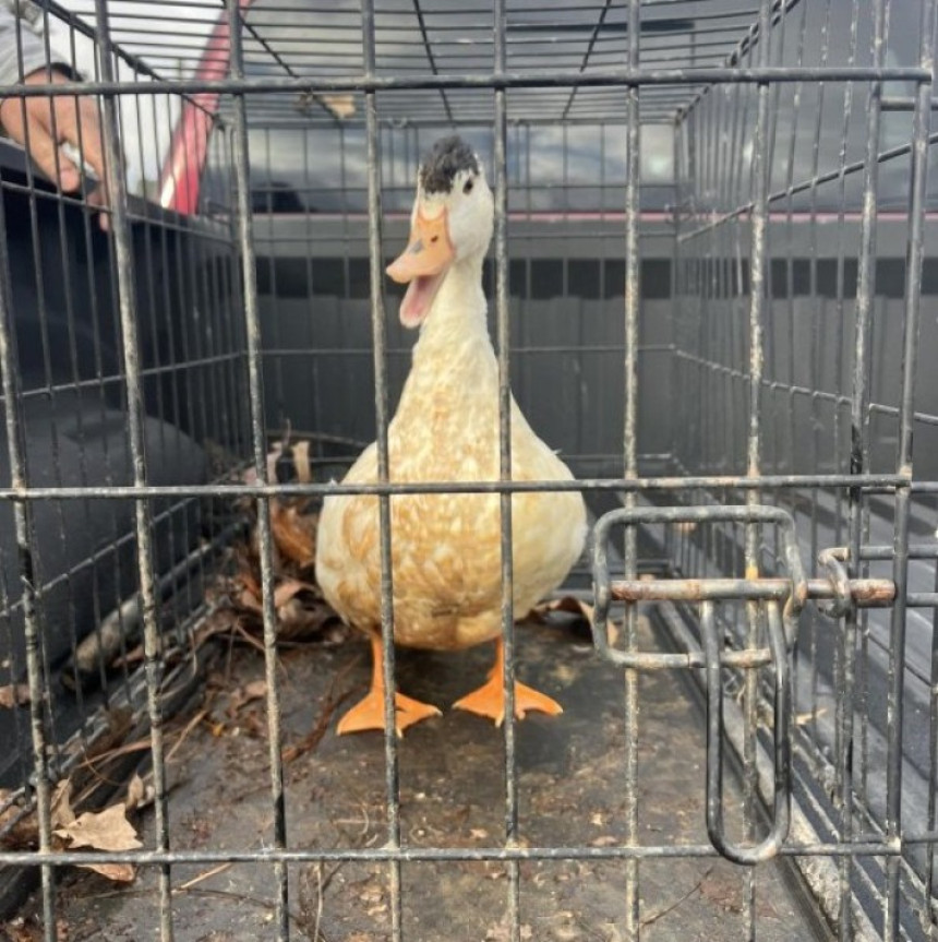 Patka provalila u zatvor pa je uhapsili!