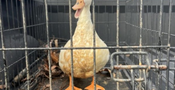 Patka provalila u zatvor pa je uhapsili!