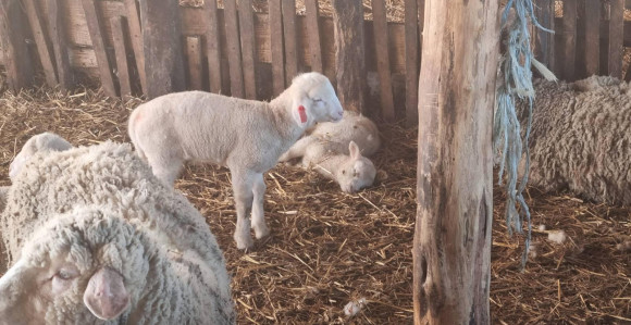 U Trnjacima kod Brčkog psi ponovo napali stado ovaca