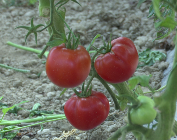 Potencijal za proizvodnju hrane u BiH ogroman, ali uvoz daleko veći od izvoza