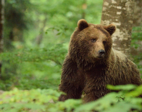 Словачка уводи ванредно стање због медвједа?