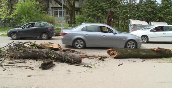 Ogromno stablo palo na ulicu u Banjaluci