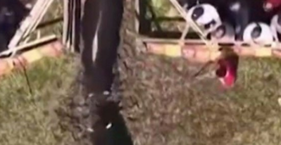 Incident na koridi u BiH: Bikovi pobjegli među publiku