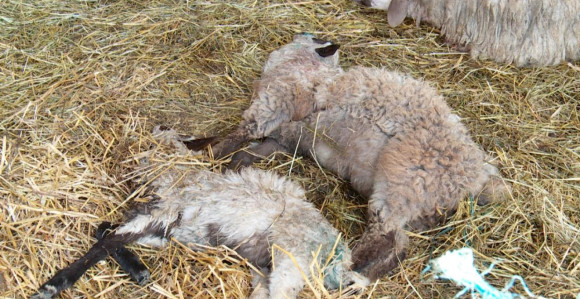 Psi lutalice napali stado ovaca u Boljaniću kod Doboja
