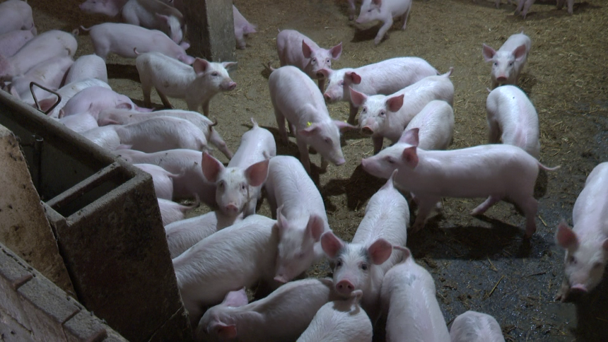 Sada koštaju manje: Prasići jeftiniji, jagnjad drži cijenu