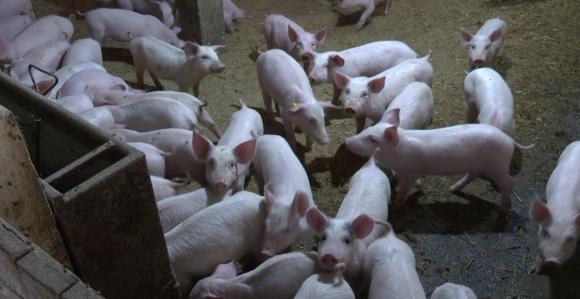 Sada koštaju manje: Prasići jeftiniji, jagnjad drži cijenu