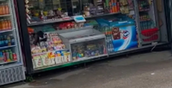 Vrana "ukrala" smoki i odskakutala da ga pojede (VIDEO)