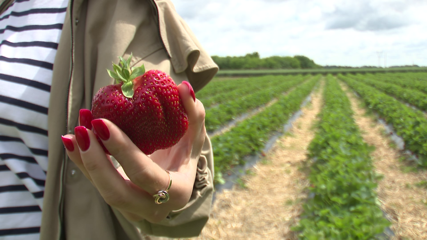 Bijeljina: Domaćin poklanja (budućim) majkama jagode