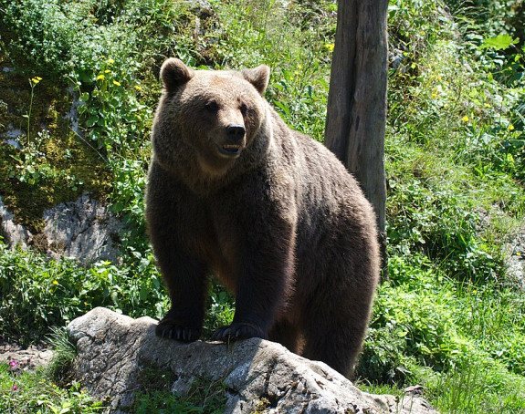 Бјелопољци траже од државе да их заштити од медвједа