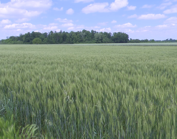 Žetva pšenice kreće uskoro, ali se ne zna otkupna cijena