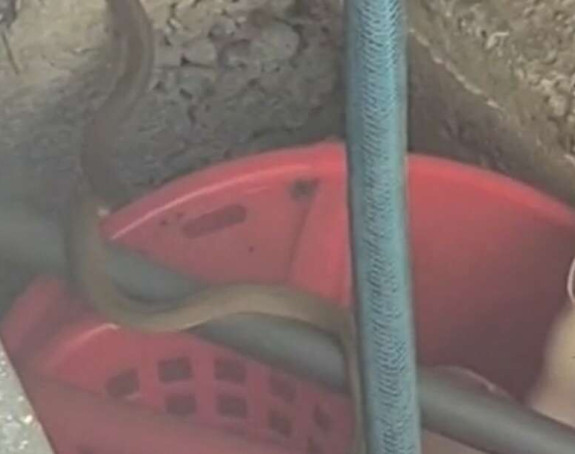 Nepozvani gosti: Zmije se zavukle u dvorište (video)