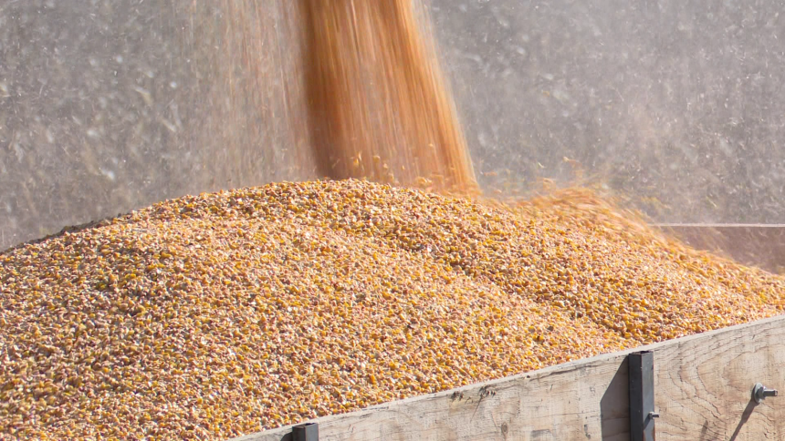 Žetva pšenice u toku: Kilogram pšenice jeftiniji od kifle!