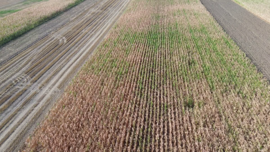 Komšinica bacila opušak - planulo polje pšenice