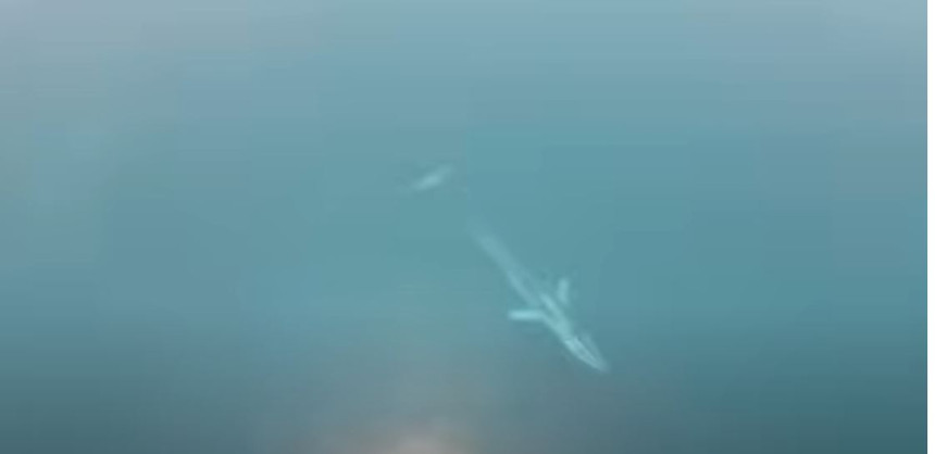 Kit viđen u Dobrim Vodama: Rijetka pojava u Jadranu