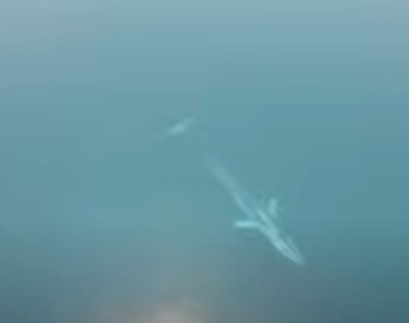 Kit viđen u Dobrim Vodama: Rijetka pojava u Jadranu