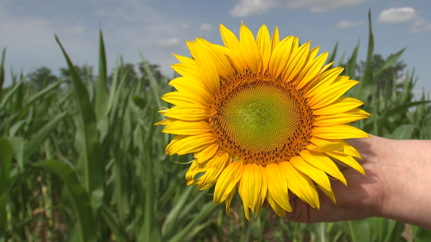 Danas sunčano i toplo vrijeme, bez tropskih vrelina