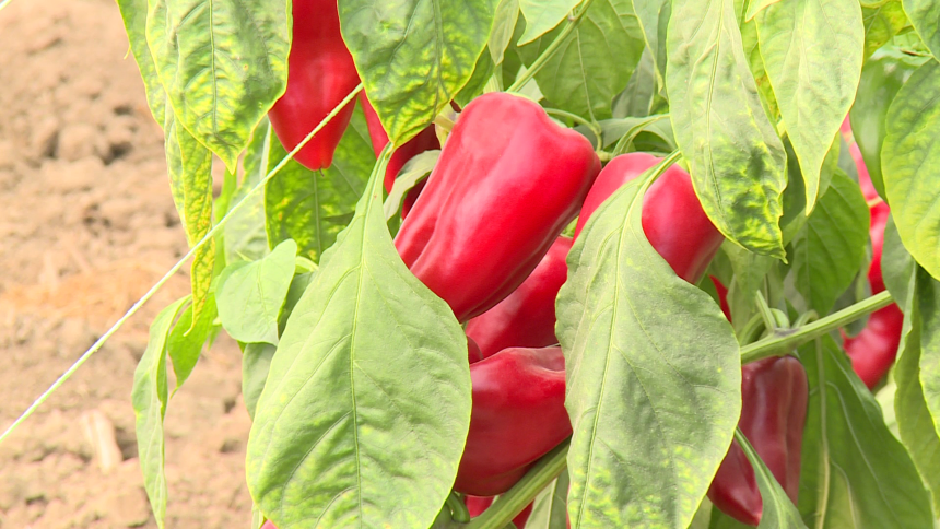 Poljoprivrednici i prevoznici dižu ruke od izvoza