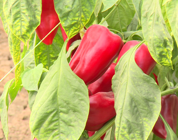 Poljoprivrednici i prevoznici dižu ruke od izvoza