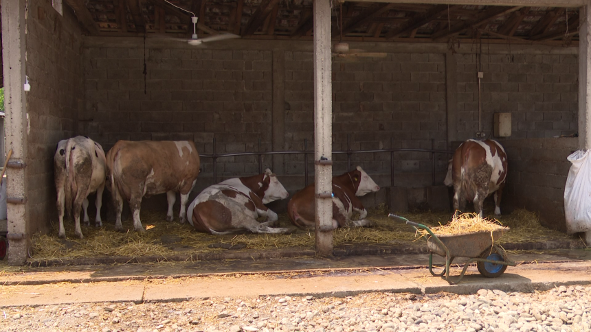 Zaštita zdravlja životinja je ključna za zdravlje ljudi