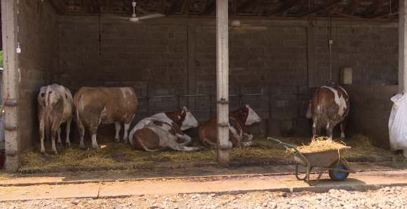 Zaštita zdravlja životinja je ključna za zdravlje ljudi