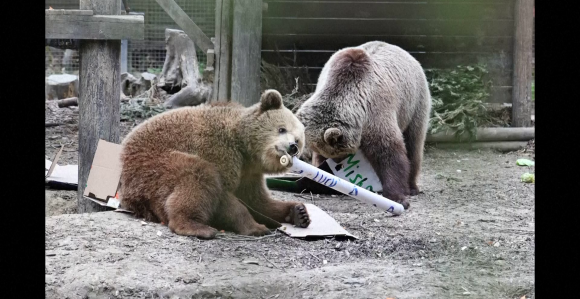 Medvjed napao stado ovaca, ali se njima nije nadao (VIDEO)