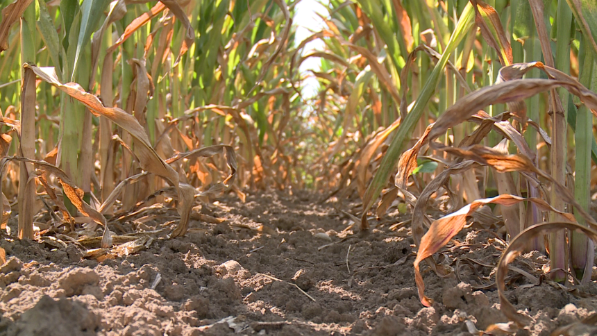 Suša opustošila njive, očekuje se skok cijena hrane