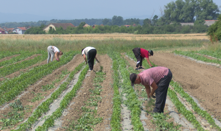Sve manje dobrih sezonskih radnika na njivama Semberije