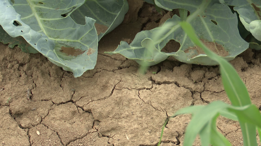 Suša nemilosrdna: Visoke temperature prže semberske njive