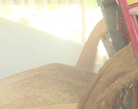 Postoji li način: Teško do dogovara o cijeni hljebnog žita